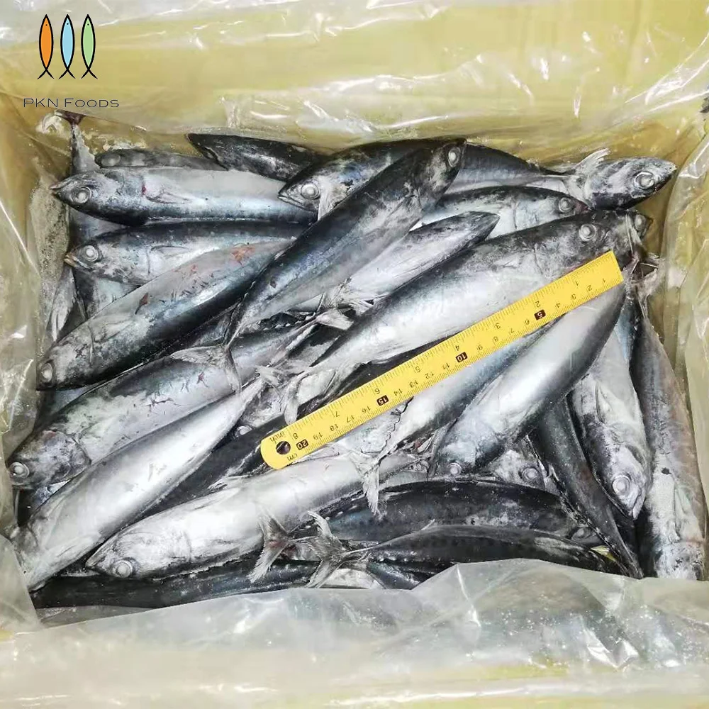 Purse Seiner Fresh Nature Seasonal Frozen Seafood Auxis Rochei Bonito with Box Packaging From Vietnam