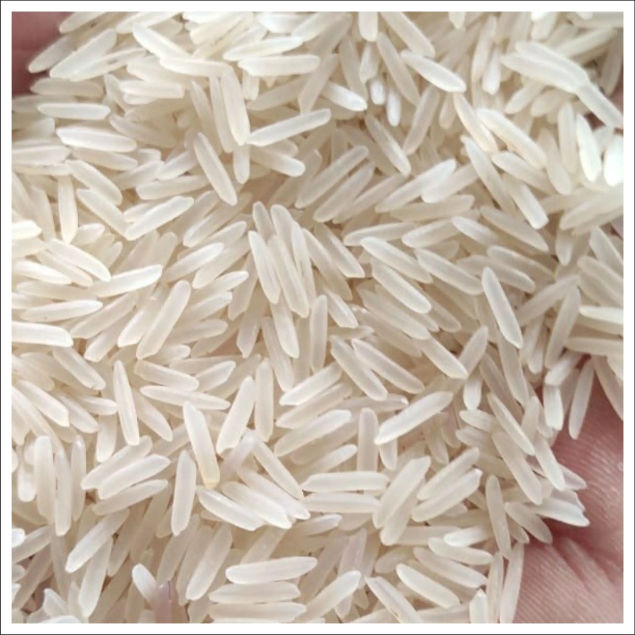 
Extra Long Grain 1121 Golden Sella Basmati Rice Supplier 