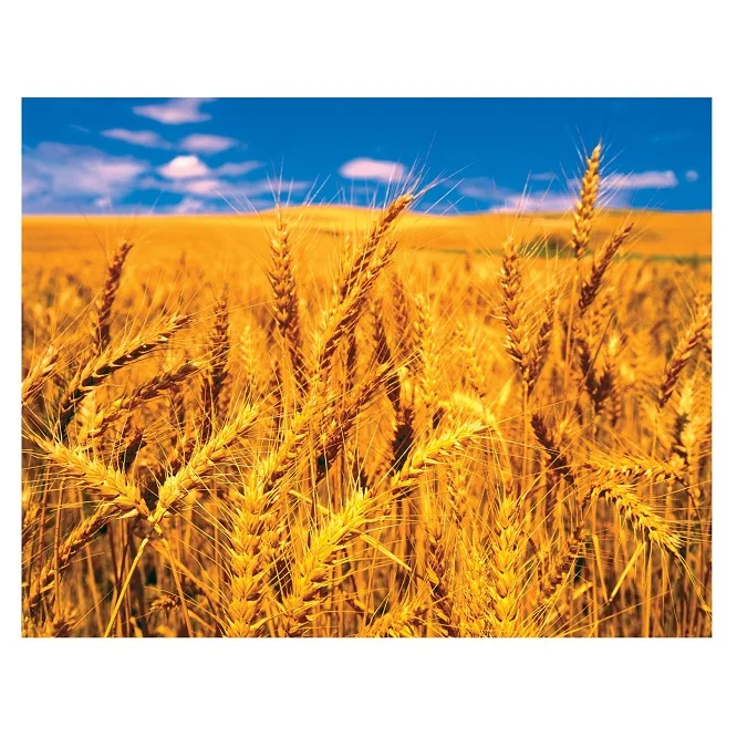 Top Quality Wholesale Price Of Organic Wheat Grains