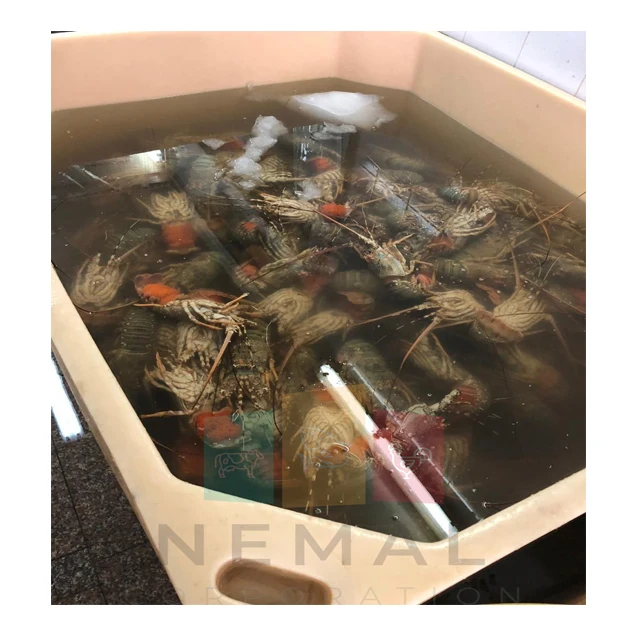 
FRESHY & FOZEN SPINY ROCK LOBSTER 