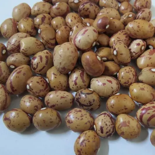 
Wholesale Dried Light Speckled Kidney Beans Long Grain Sweet Beans Sugar Beans 