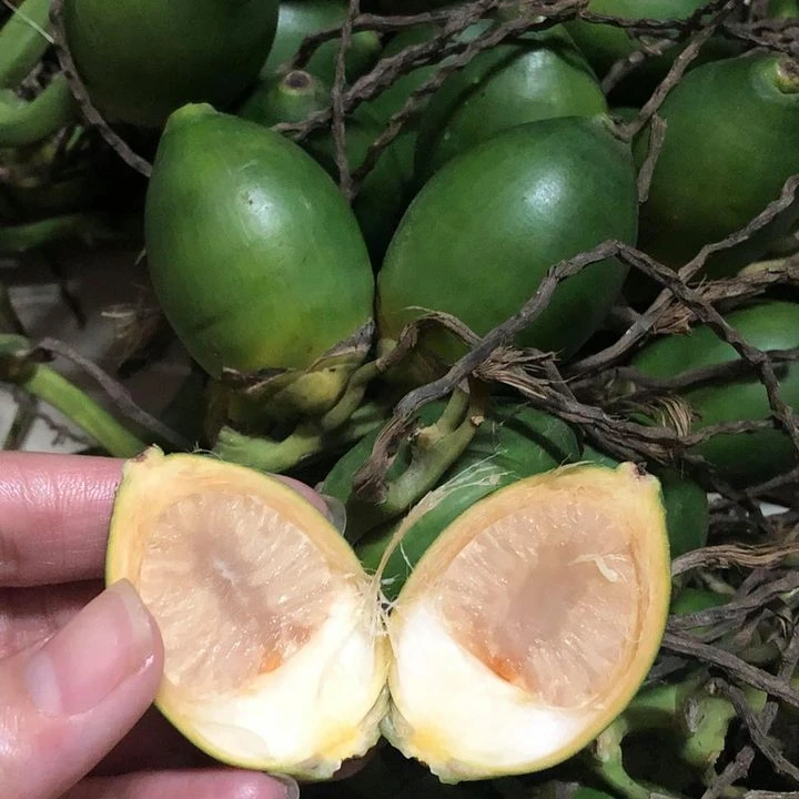BETEL NUT FRESH ARECA