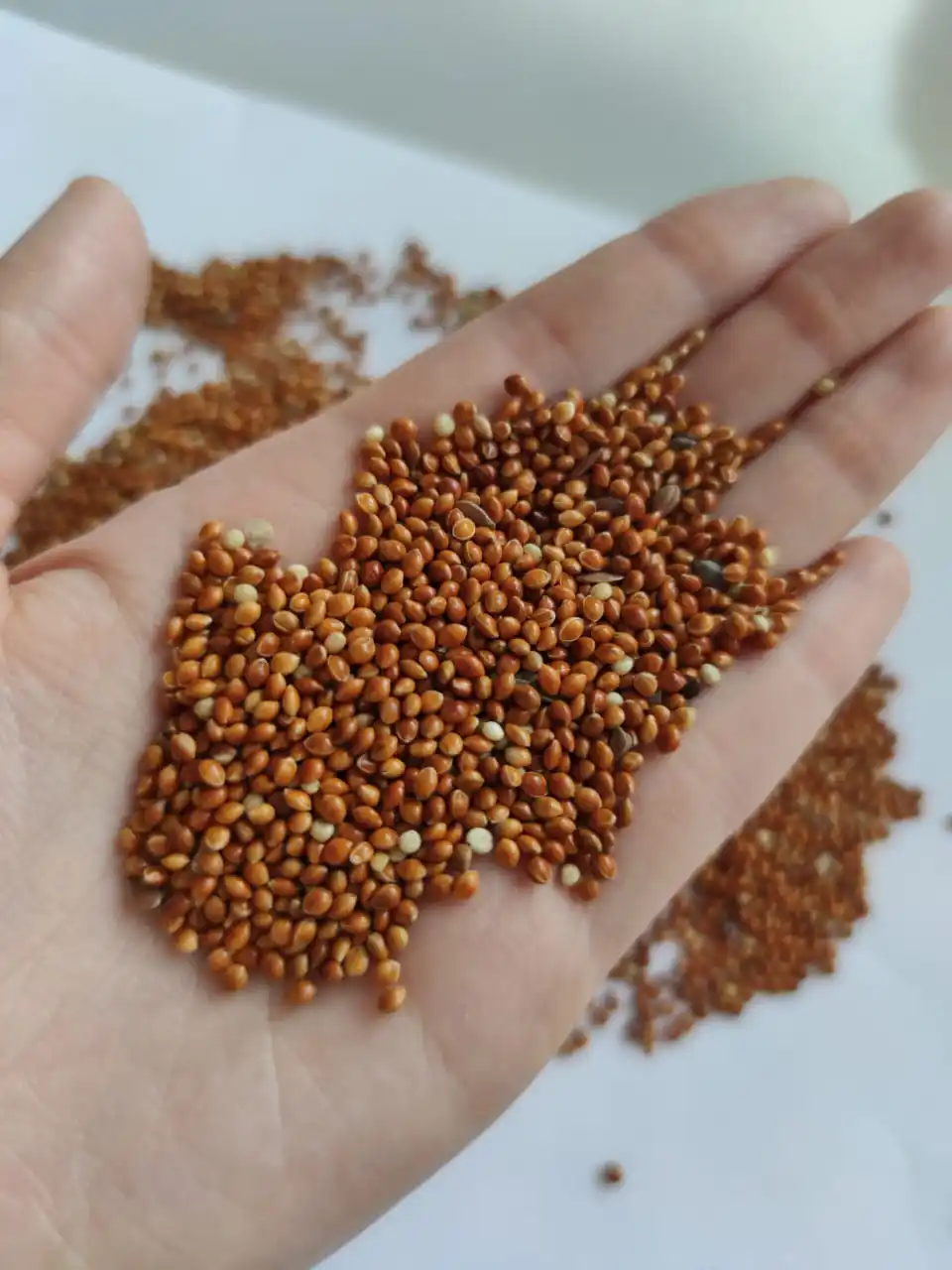 
Yellow red Millet for sale 