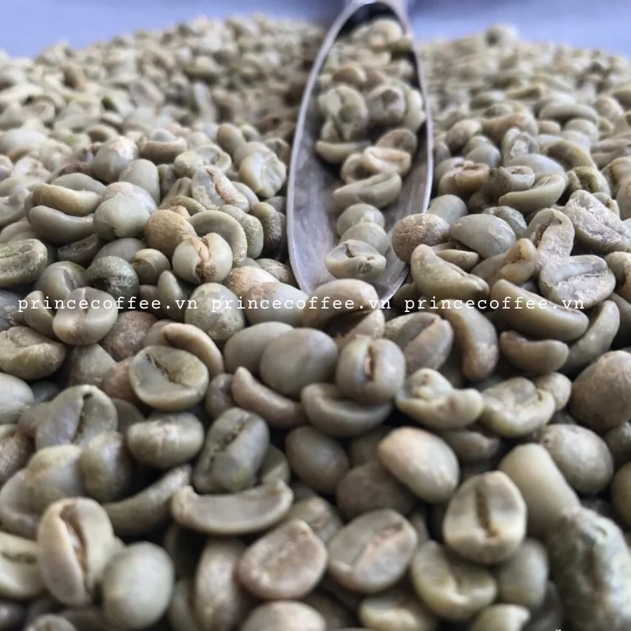  Лучшая Продукция вьетнамские кофейные зерна Arabica Robusta зеленые высококачественные необработанные