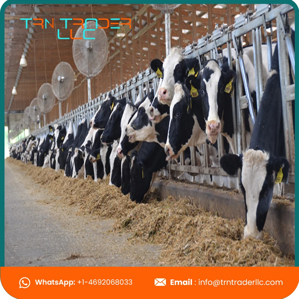 Пищевой высококачественный корм для животных пшеничные отрубы с высоким содержанием белка