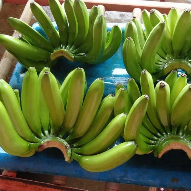 FRESH FRUIT BANANA