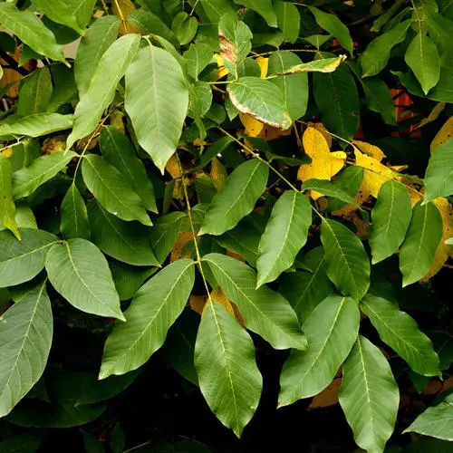 Wholesale Peru Balsam Essential Oil 100% Pure, Organic Manufacture Impeccable Quality for Aromatherapy Bulk Price By Exporters