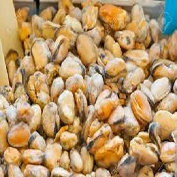Frozen boiled mussel meat Mussels prices