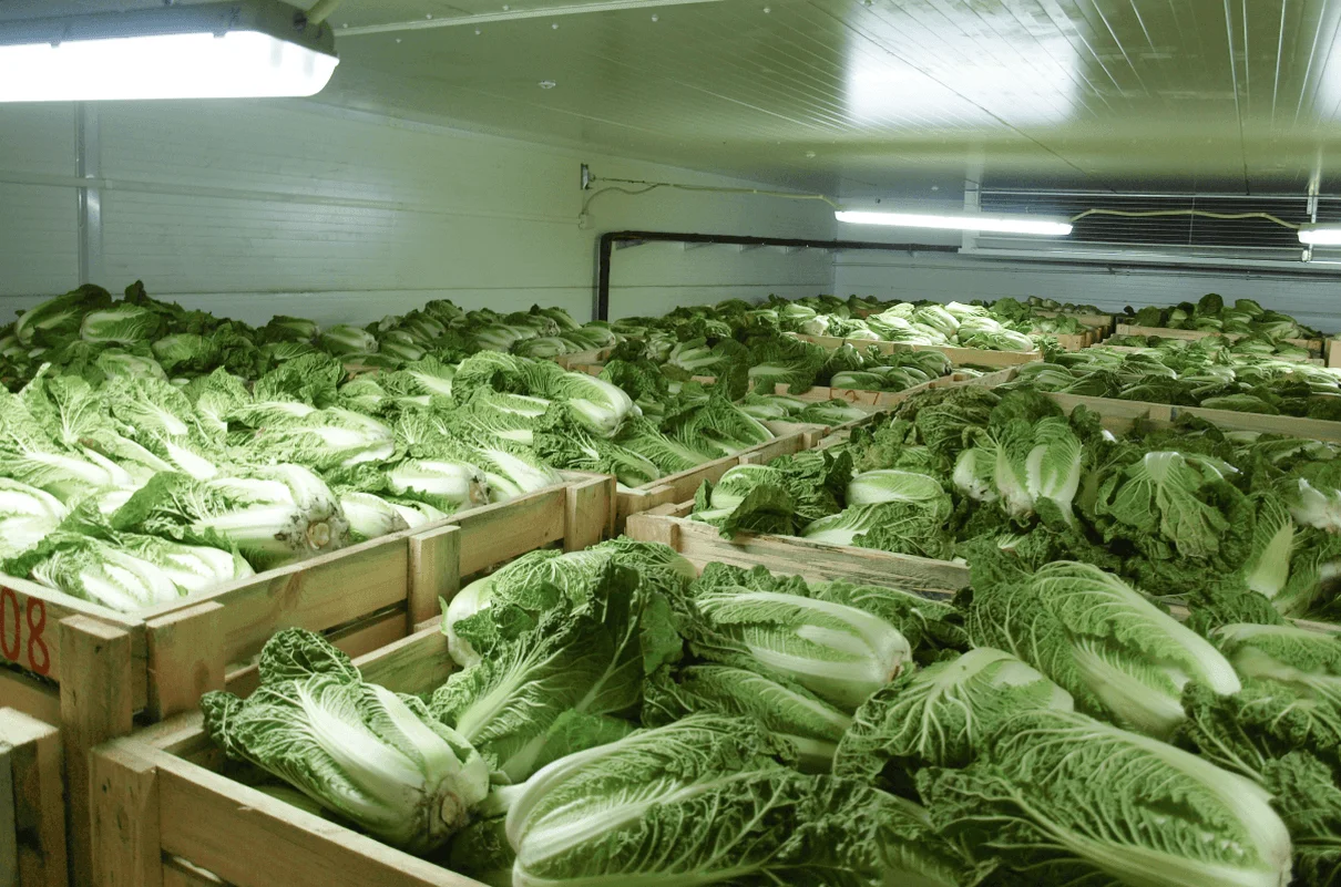 Fresh Cabbages