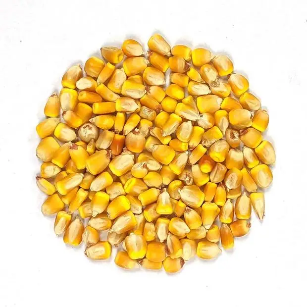 Non GMO Yellow Corn / Sweet Corn / Yellow Corn Maize for Sale in Bulk