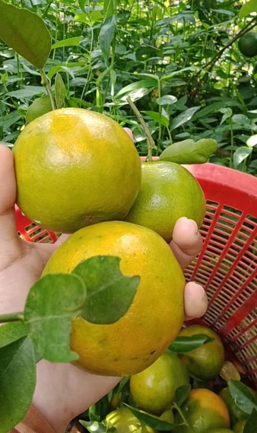 High Quality Green tangerine fruit- Best Quality Good Taste Fresh Fruit Green tangerin Newest crop Natural sweet taste