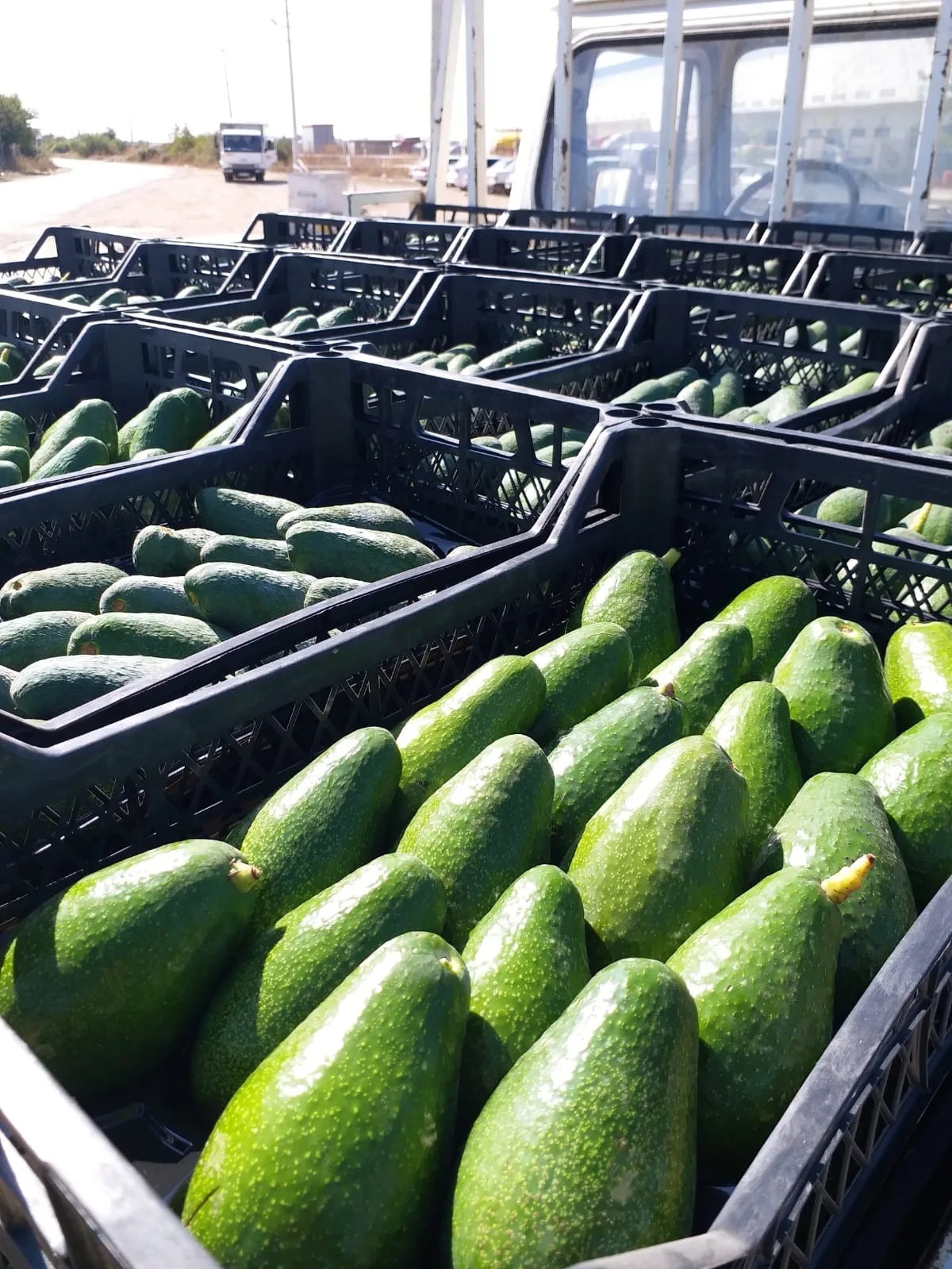 Свежий авокадо HASS для продажи