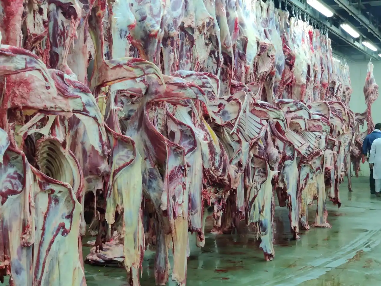 Замороженная Вешалка из ягненка 12 ребер высокое качество завод Halal