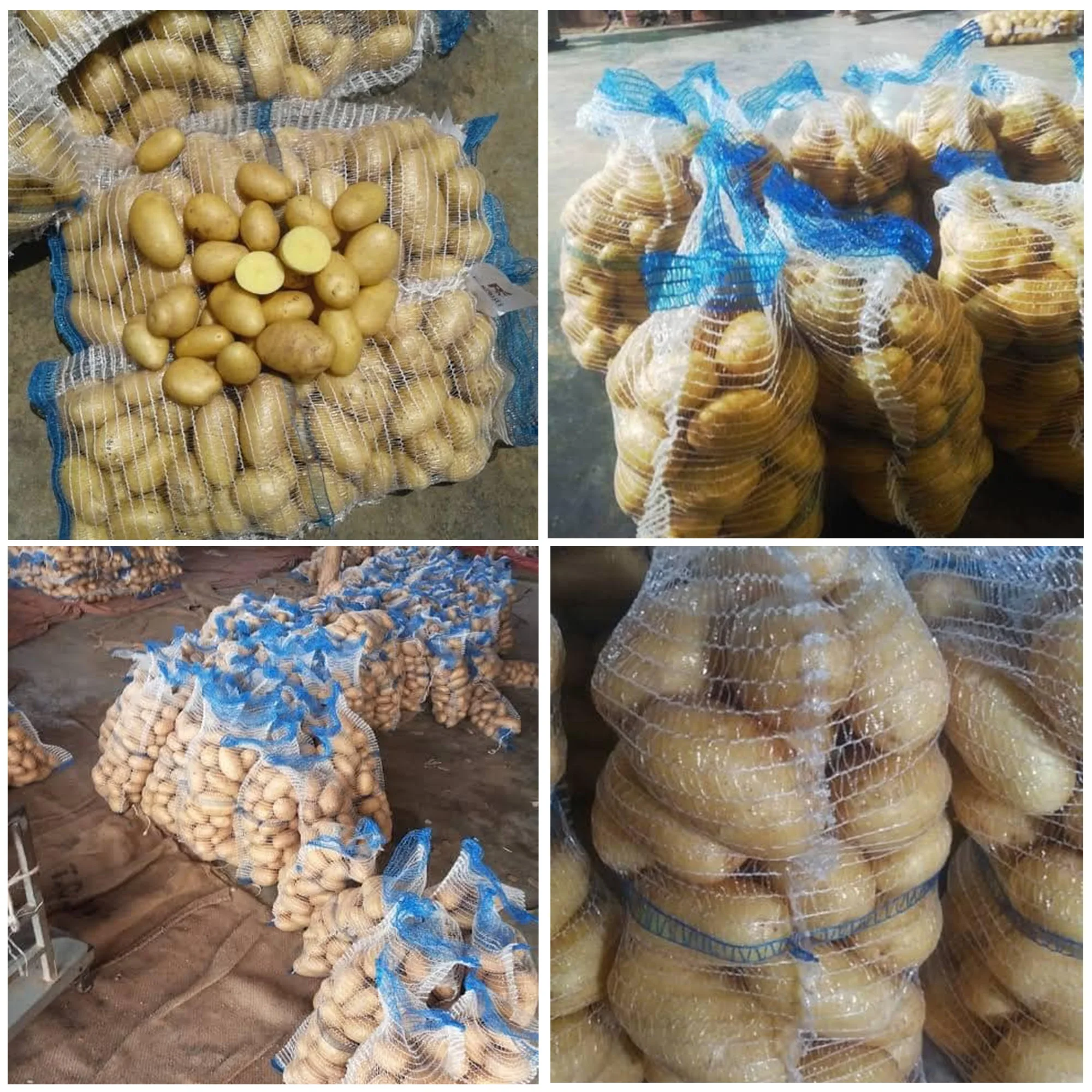 Good Quality Fresh Potato / Fresh Potato / Potato Supplier