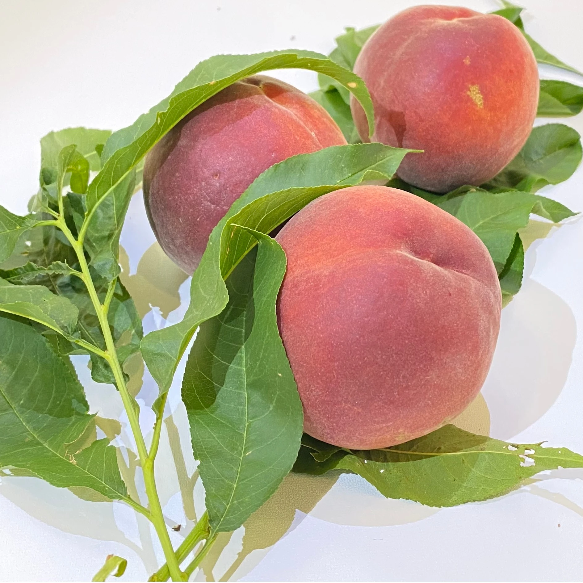 Premium Factory Supply Variety Size Grade Product Nectarines Fruit Taste Maturity Juicy Sweet Style Fresh Peaches (1600344785426)