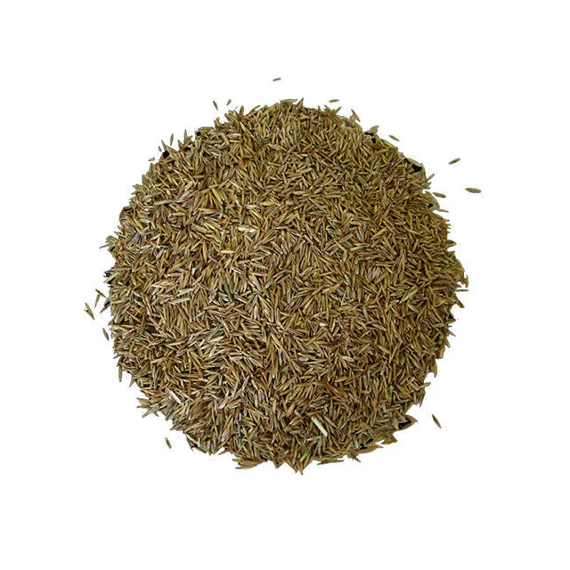 Lolium Perenne Rye Grass Seeds