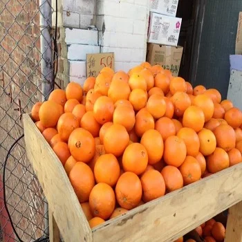 Распродажа: свежие апельсины для пупка сочные