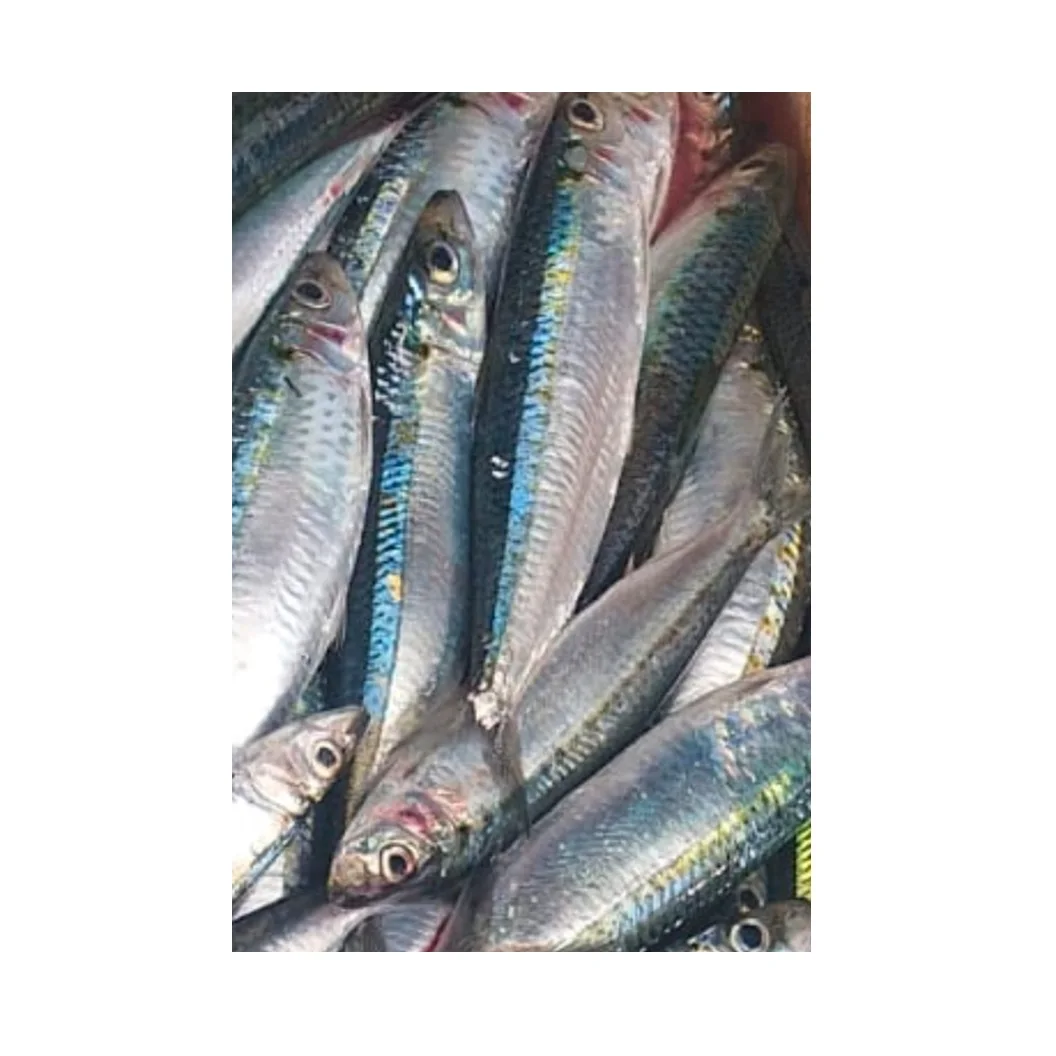 Hot Sale Good Quality Fresh Frozen Sardine Fish Wholesale Low Price from Indonesia