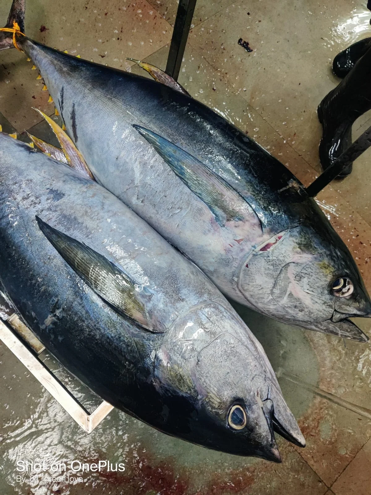 Высшее качество замороженный желтый тунец высшего качества с стандартной упаковкой