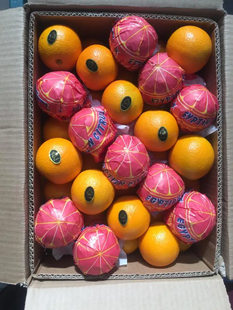Premium quality Egyptian fresh Healthy Natural Baladi Orange 15 kg Carton box  for juices