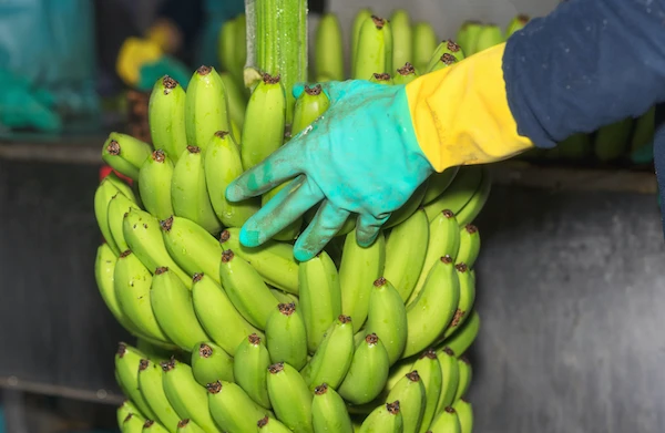 Вьетнамский зеленый банан Cavendish оптом- (Ms) KIO HUYNH + 84 34 375 8904