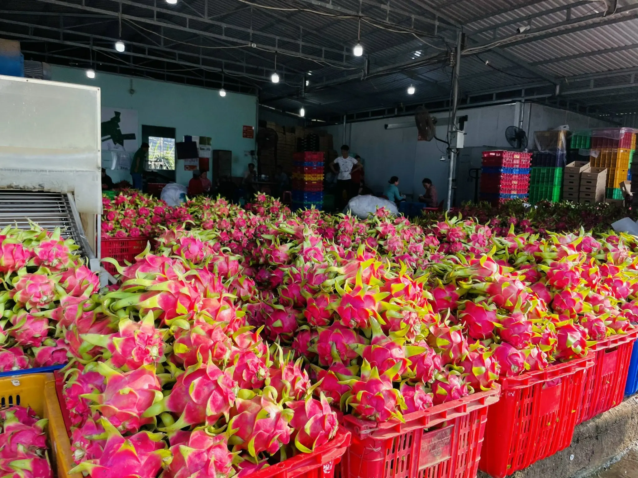 Свежий красный дракон фрукт/белый дракон фрукты прямая вьетнамская ферма оптовая цена богатые питание бесплатно налог