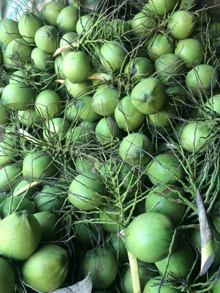 Fresh Coconut Diamond Cut Coconut No Husk Made In Vietnam High Quality 100% Natural Sweet Fresh