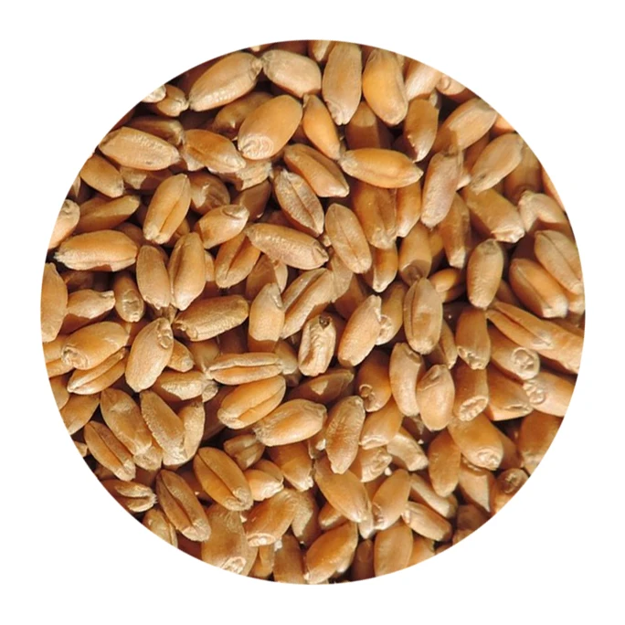 
 Высококачественная зернистая Пшеница класса 3 pr.14 + русского происхождения  