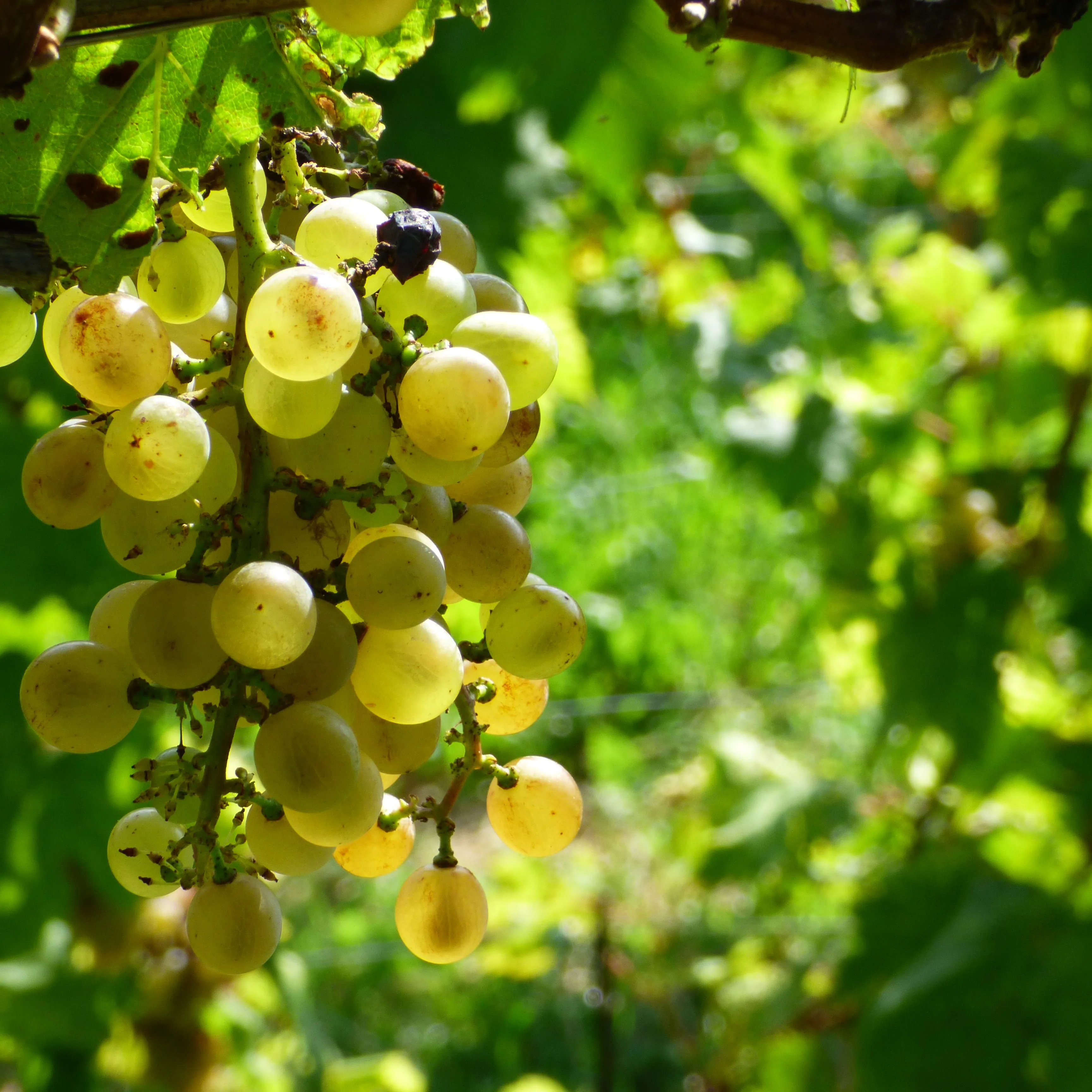 Винный пиколит петрусса высокого качества для медитации итальянский белый PICOLIT Docg 375cl ресторана бара частного клиента