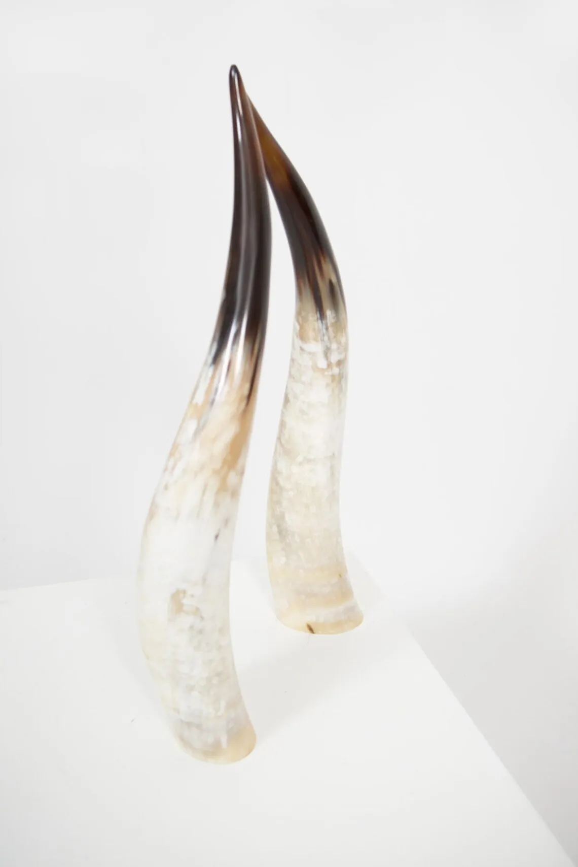 Buffalo Decorative Horn with wooden base
