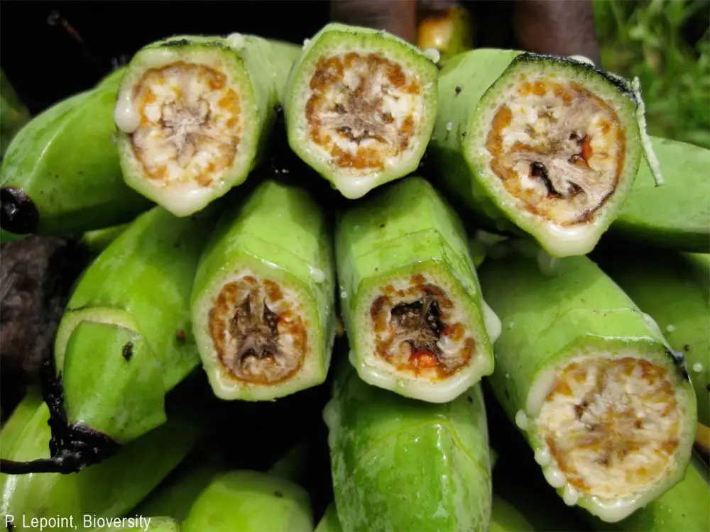 
Organic Bactericide - for Farms, Gardens, Fields, Home Gardens, Indoor plants - Pure Herbal Product - Organic Pesticide 