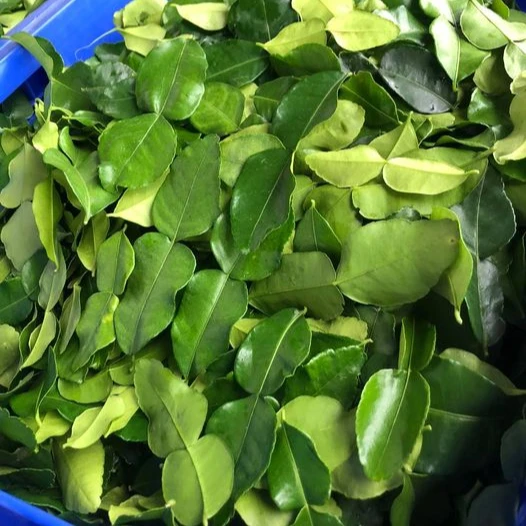 High Quality Fresh Super Herbal Organic Kaffir Lime Leaves Thailand Single Herbs & Spices Green Raw 1 Kg Sliced