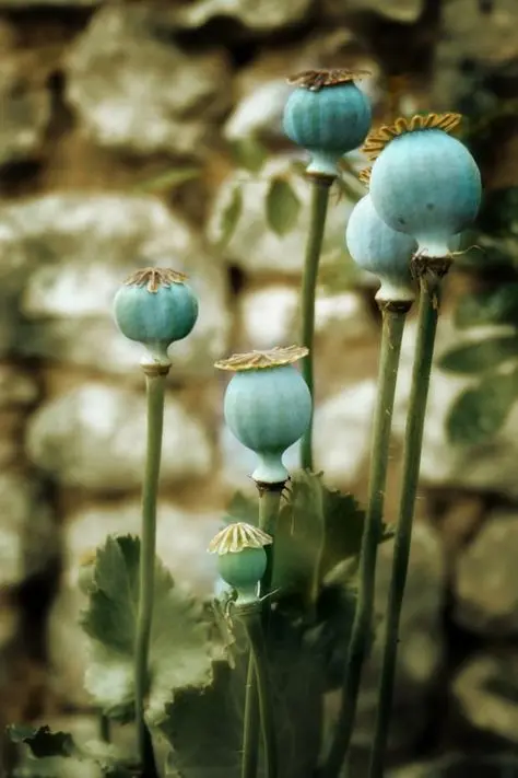 Exporter of Best Quality Blue Poppy Seeds