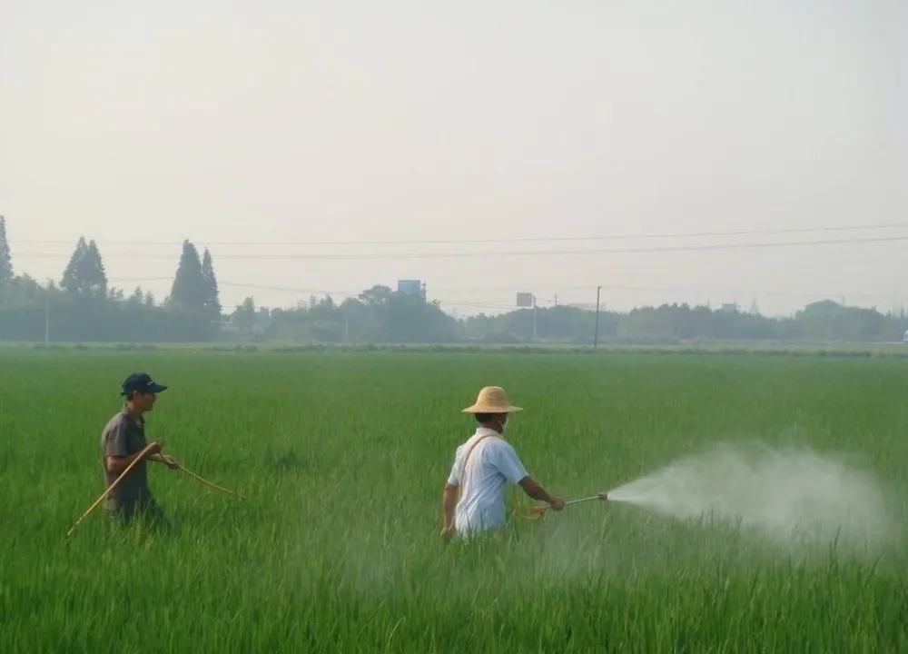 
High Grade Soluble Super Potassium Humate 98% Shiny Flakes humic acid water soluble 