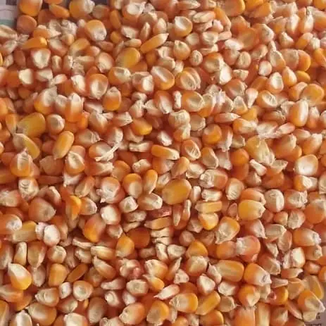 
Organic Grade One yellow corn for animal feed 
