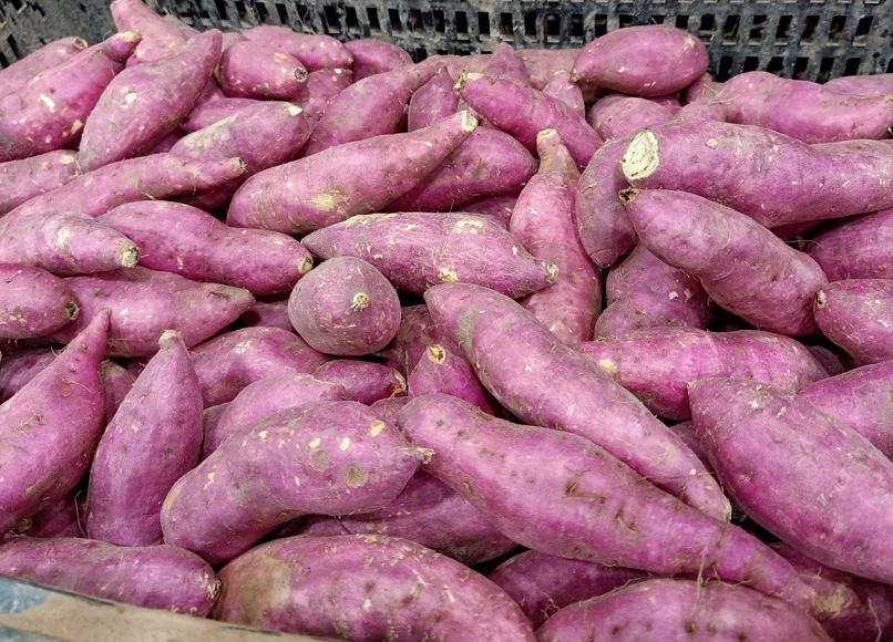 Фиолетовый сладкий картофель лучшего качества органический свежий из