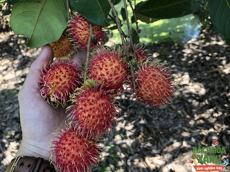 Свежие фрукты Rambutan, растущие во Вьетнаме, 100% Натуральные Сладкие тропические фрукты 0084359443043