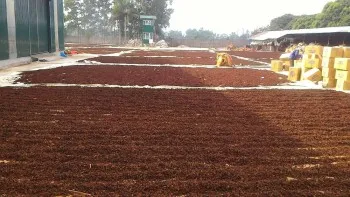 VIET NAM STAR ANISEED BIG SIZE FROM KINGPEPPER | Ms Lynn 0084 333 421 999