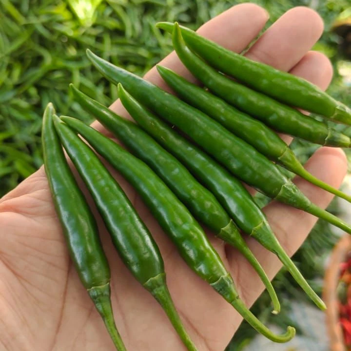 Best Quality Indian G4 Green Chili
