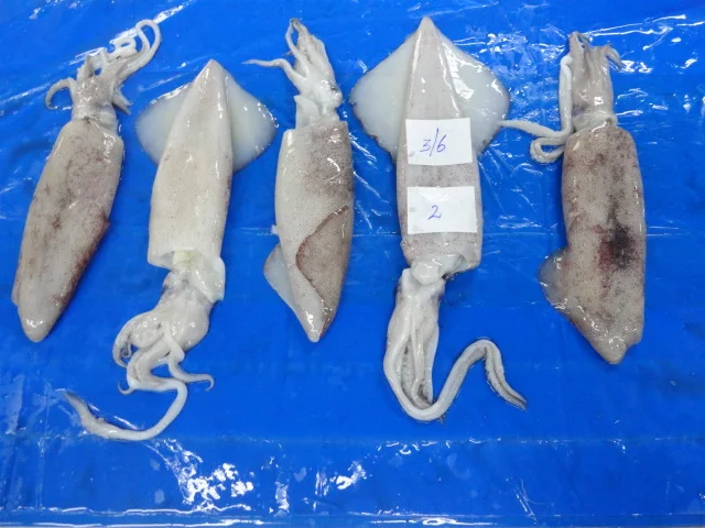 
squid Whole Round 