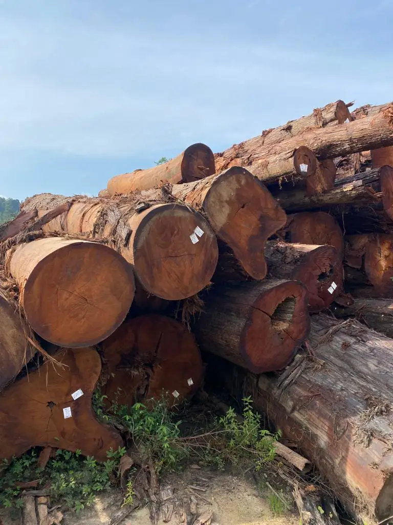 Cenggal Wood Natural Red Color Wood From Malaysia