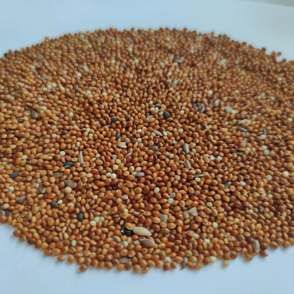 
Yellow red Millet for sale 