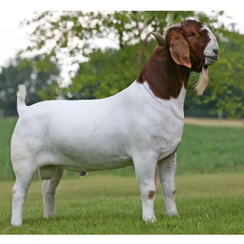 boer-goats-.jpg
