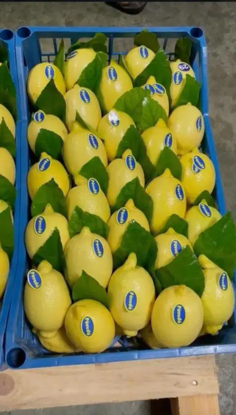FRESH LEMON FROM TURKEY WHOLESALE CHEAP PRICE !!! HIGH QUALITY !!