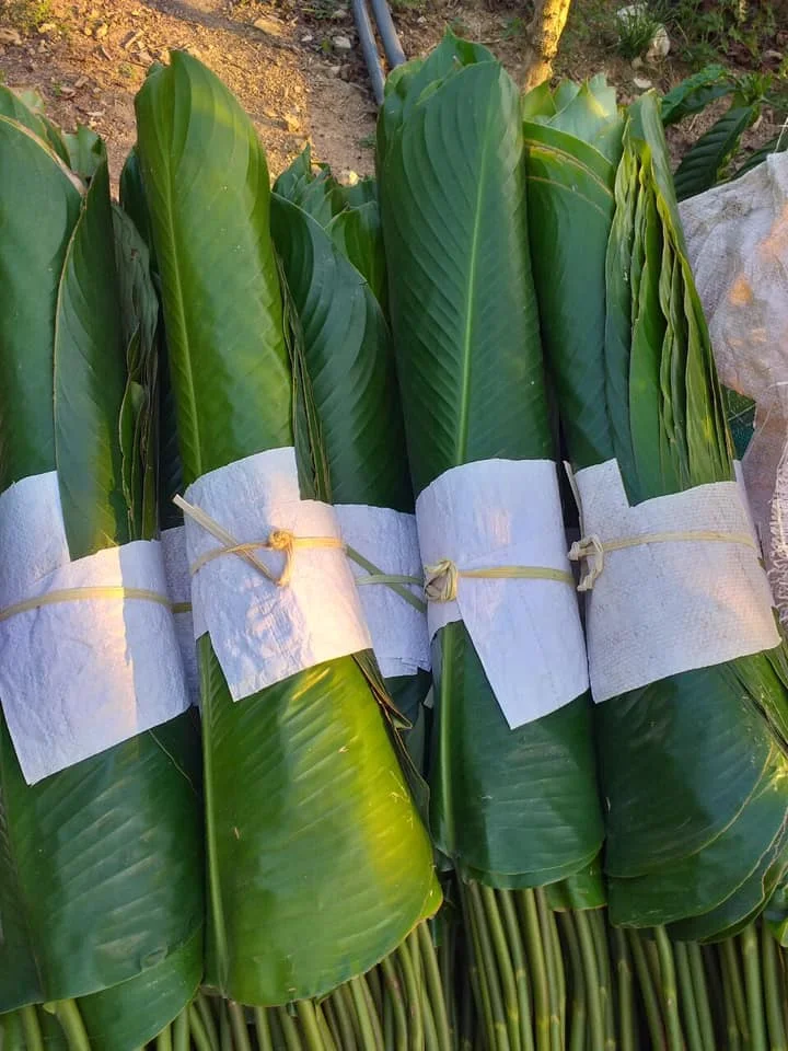 Hot Selling Fresh Banana Leaf Vietnam
