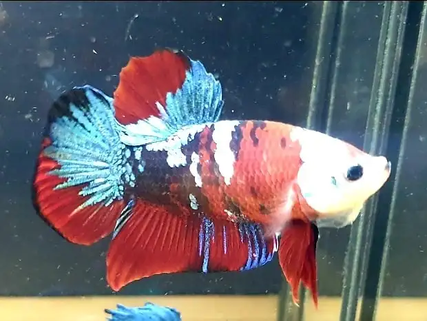  Цветной тайский Бетта-рыбка Полумесяца Премиум-Качества плакат сиамский