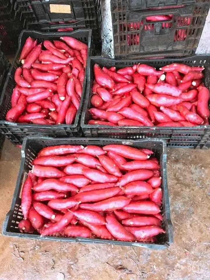 Японский сладкий картофель органический свежий из Вьетнама