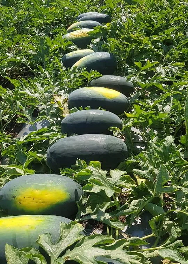  Семена гибридного арбуза Tiger King F1 по оптовой цене от 3 до 5 кг