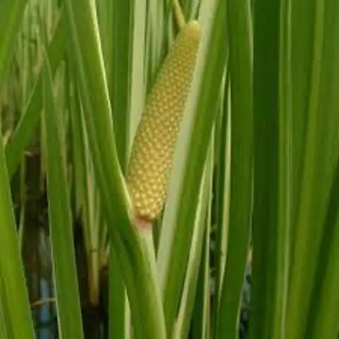 By Leading Supplier Calamus Oil For Skin Smoothing Wholesale Bulk High Quality Essential Oils Supplier