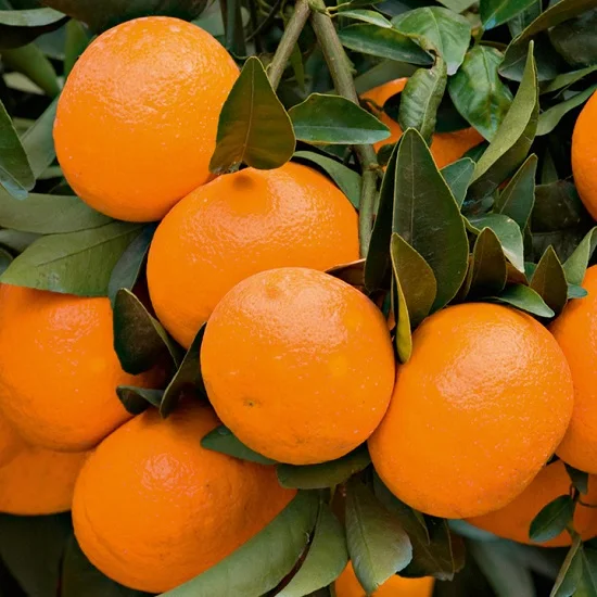 Fresh Orange Valencia orange For sale